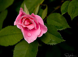 waterdroplet on the rose