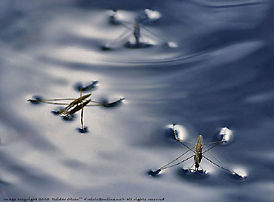 Water spider