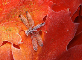 frozen dragonfly.jpg