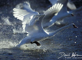 Taking off 2nd round.....jpg