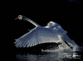 Taking off 3rd action .....jpg