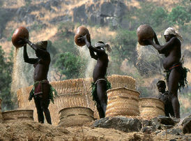 African Harvest.jpg