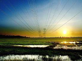 power grids, padi field.jpg