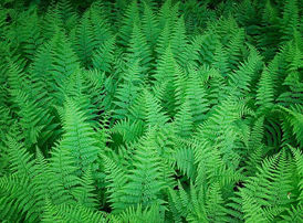 green fern.jpg