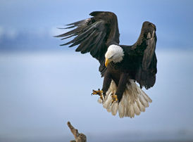 eagle landing.jpg