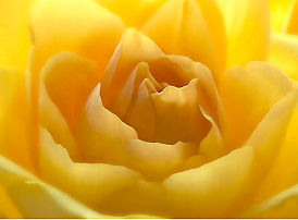 yellow rose.jpg