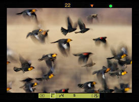 blurry takes off ...jpg