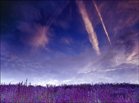 sky, flowers & colors.jpg