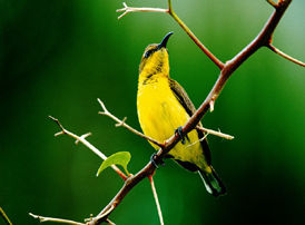 Bird on the branch, Kho King