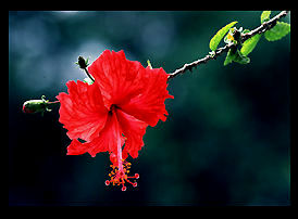 Hibiscus national flower of Malaysia